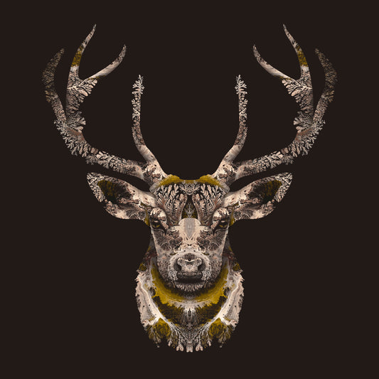 'Deer'