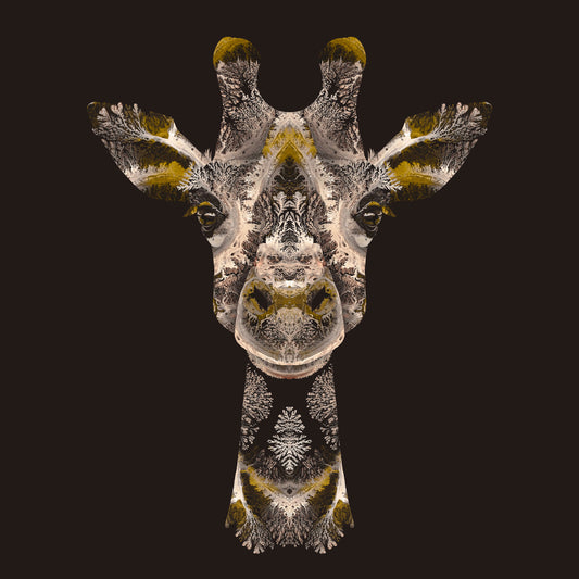 'Giraffe'
